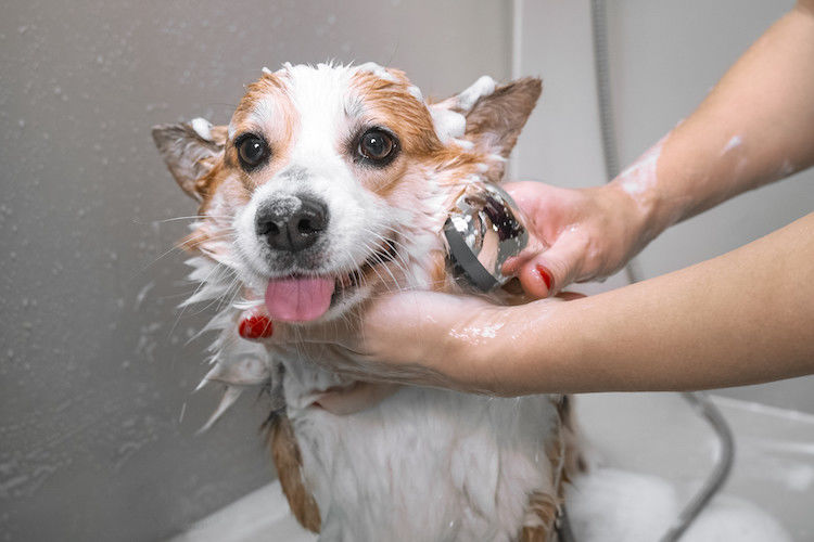 Les gestes d&rsquo;hygiène et d&rsquo;entretien chez le chien