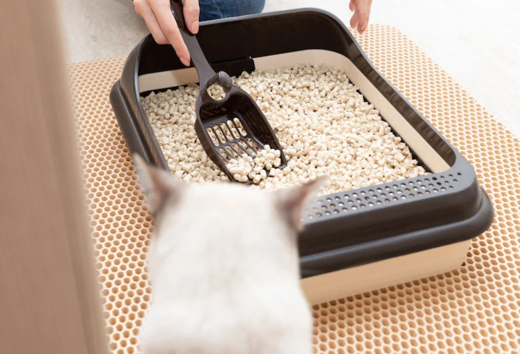 nettoyer la litiere du chat l
