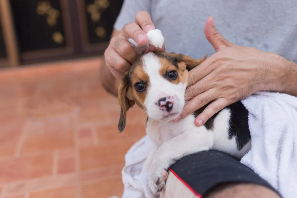 nettoyer les oreilles du chien