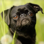 Race de chien : Petit brabancon