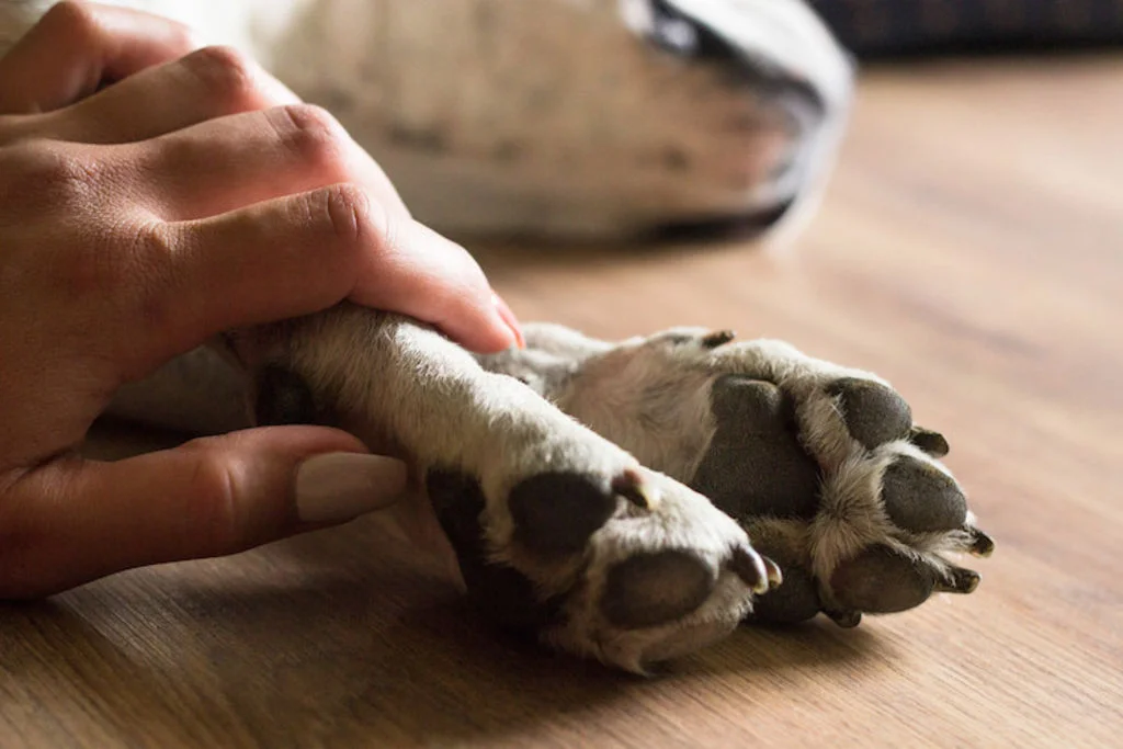 prendre soin de coussinets du chien