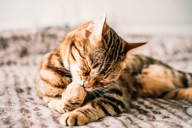 Tout savoir sur l&rsquo;acné du chat