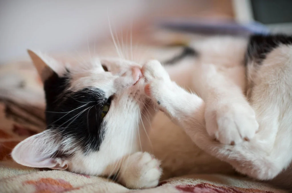 acne chez le chat demangeaisons