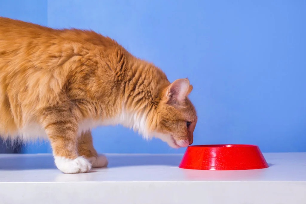chat gamelle
