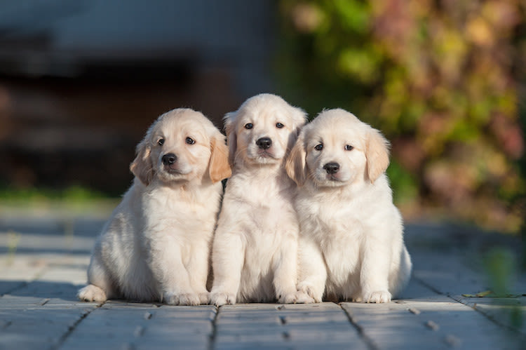 Quelle assurance choisir pour son Golden retriever ?