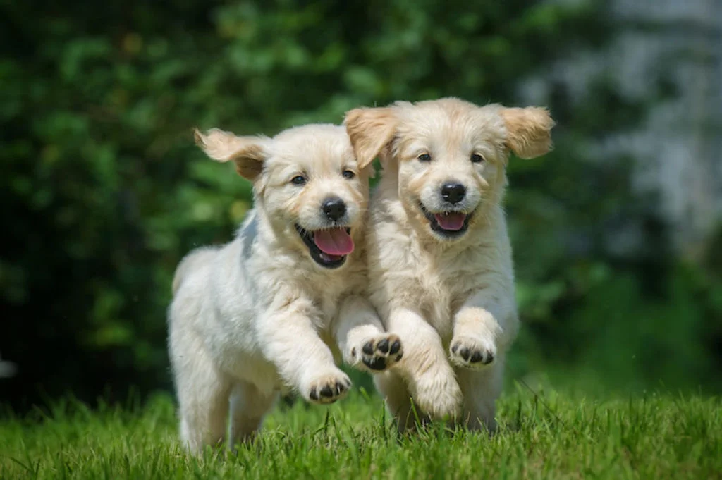 course golden retriever accident