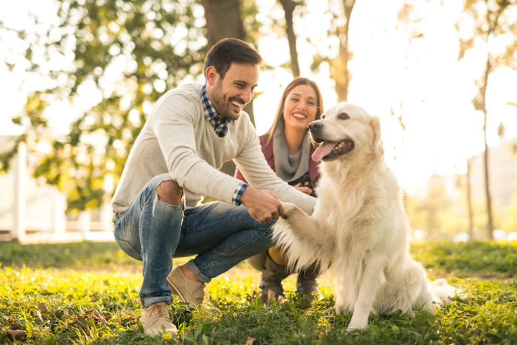 golden retriever et famille