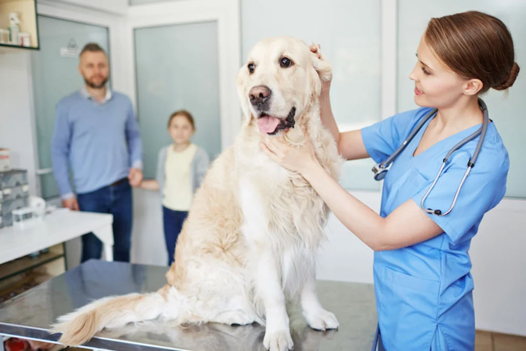 golden retriever veterinaire
