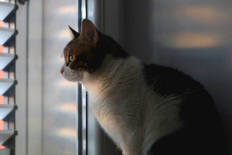Comment laisser son chat seul à la maison ?