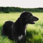 Race de chien : Levrier irlandais irish wolfhound