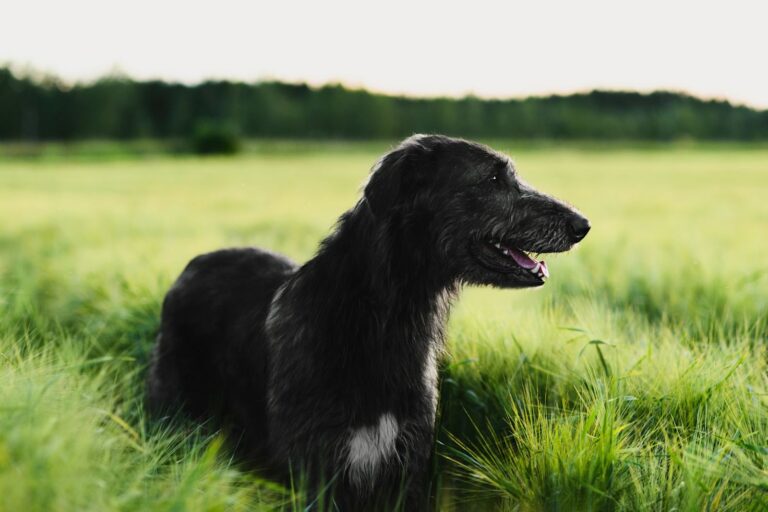 Lévrier irlandais (Irish Wolfhound)