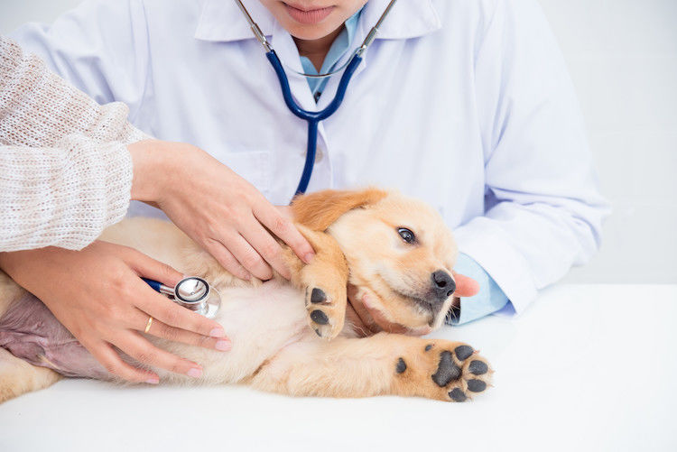 L&rsquo;œdème pulmonaire chez le chien