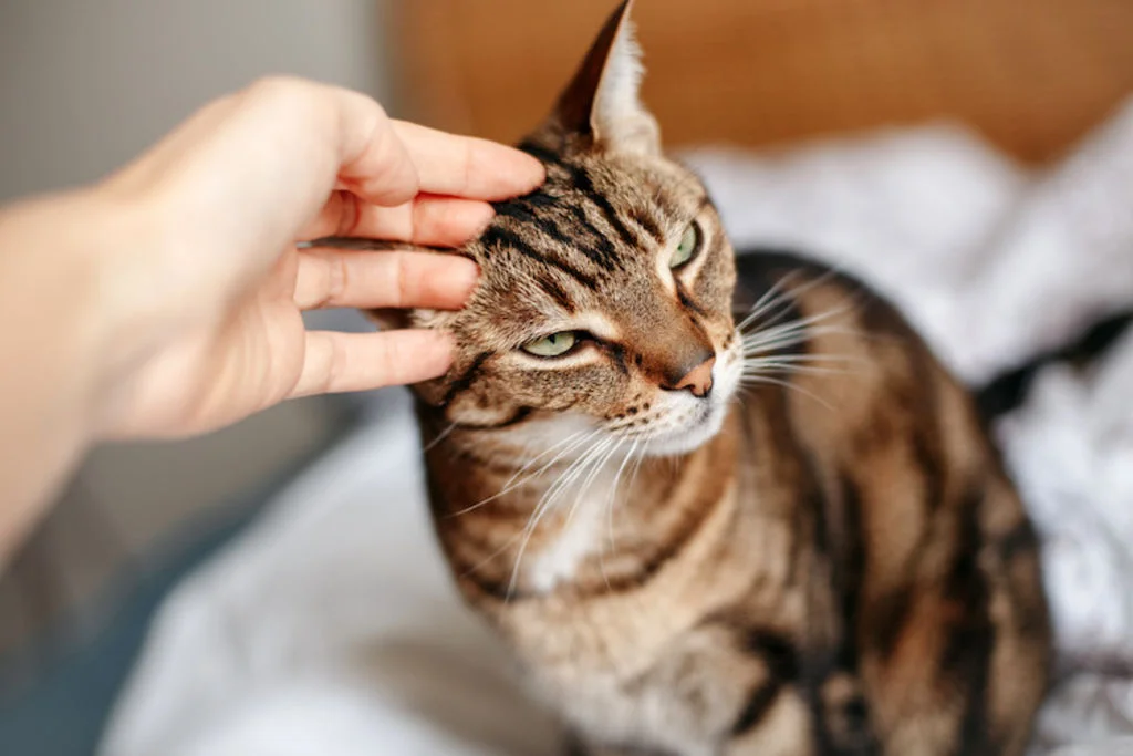 stress chez le chat