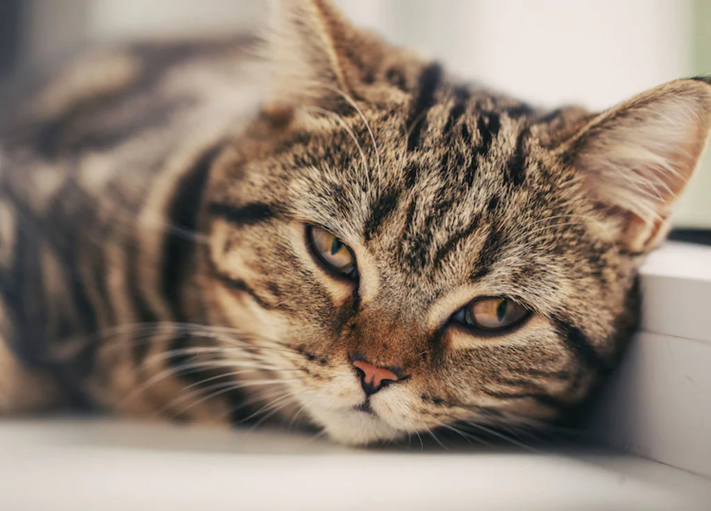symptomes oedeme pulmonaire chat