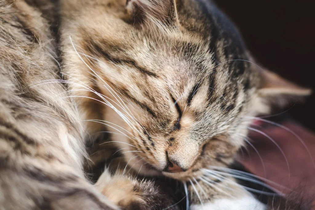 traitement oedeme pulmonaire chat