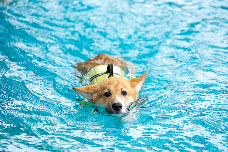 Le premier parc aquatique pour chiens a ouvert ses portes