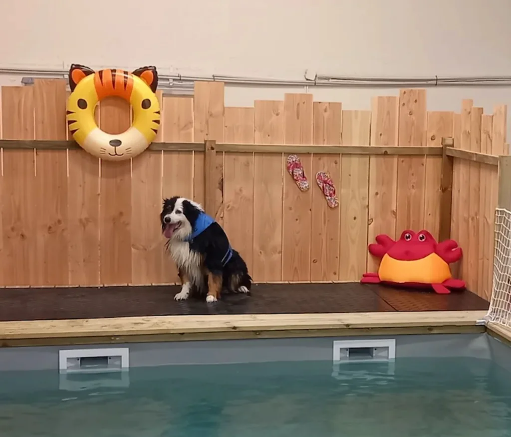 Mouille tes pattes piscine pour chien 33 - 2