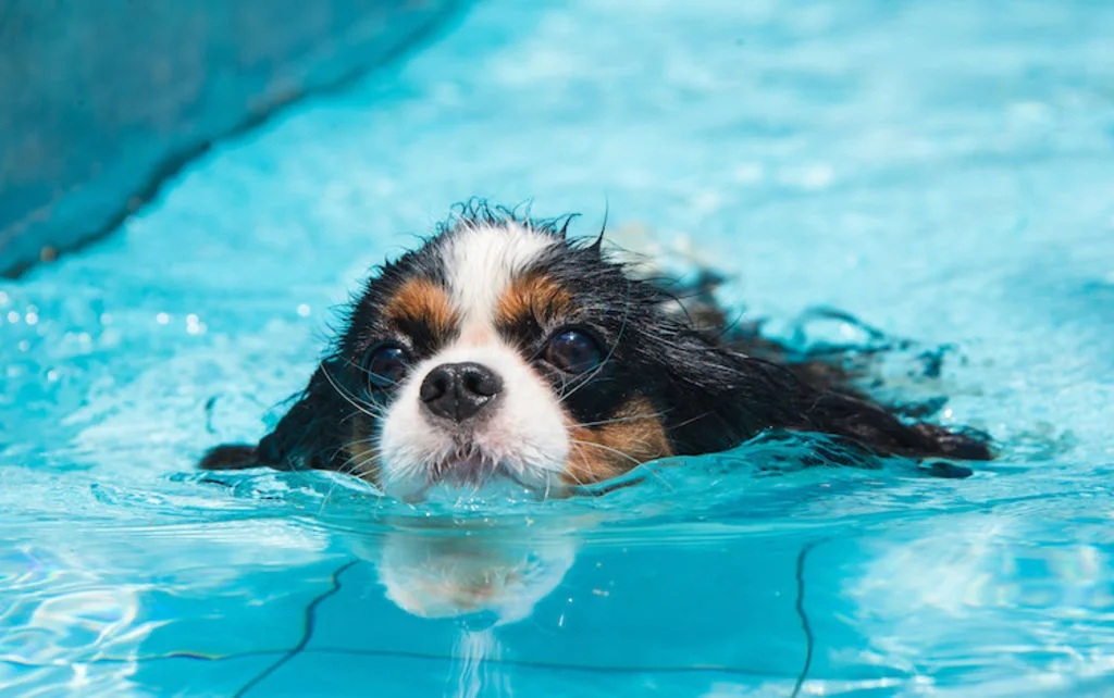 Mouille tes pattes piscine pour chien 33 - 3