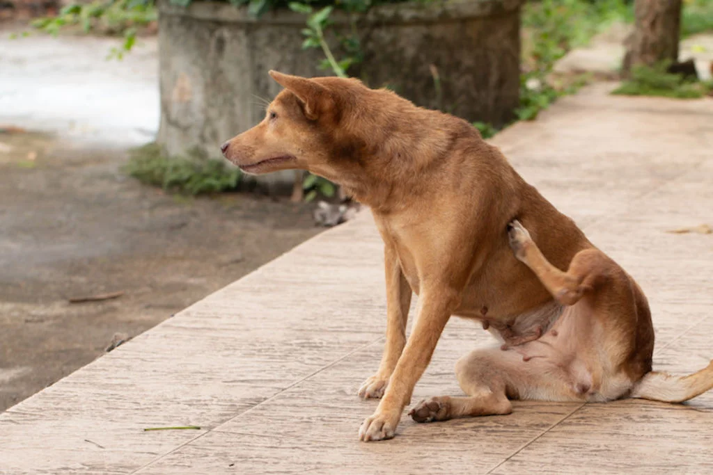 chien infestation puces