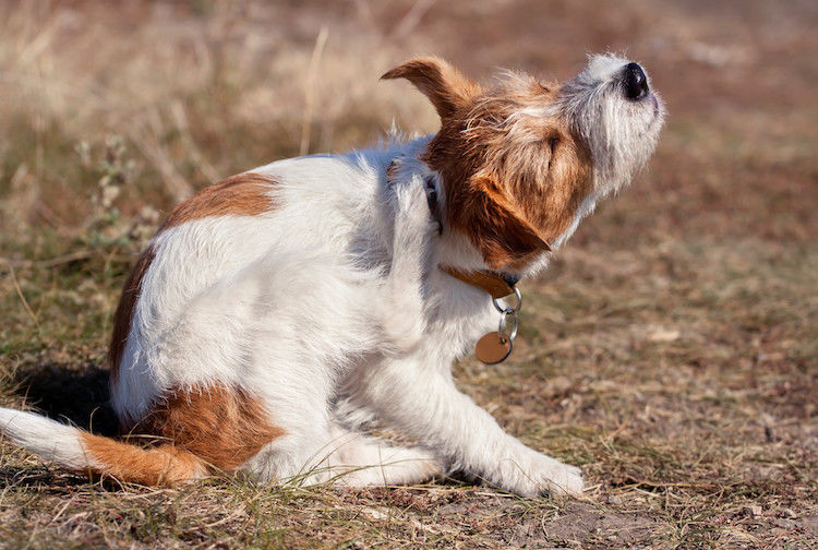 Mon chien est infesté de puces. Que dois-je faire ?