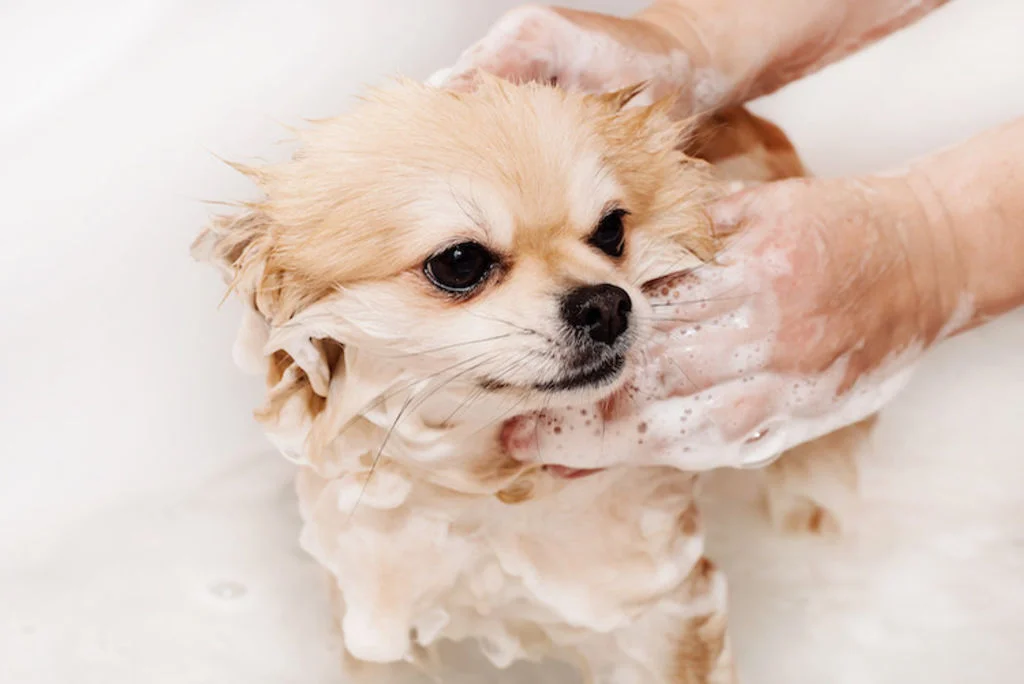 chien puces shampoing