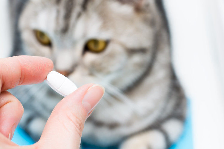 Comment donner facilement un comprimé à votre chat ?
