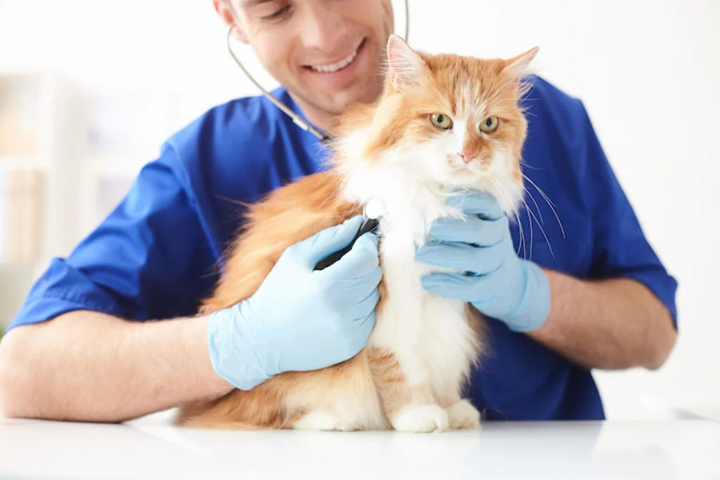 esperance vie chat veterinaire