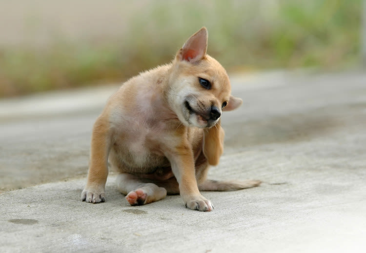 Les puces chez le chien : symptômes, traitements et prévention