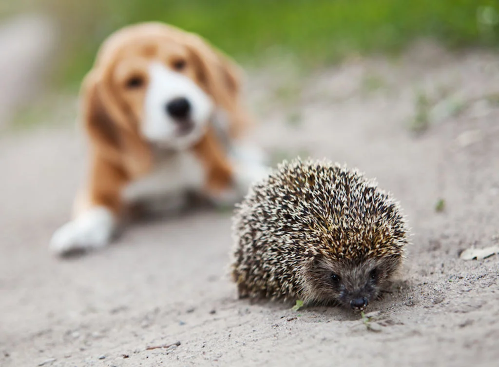 puces herisson et chien