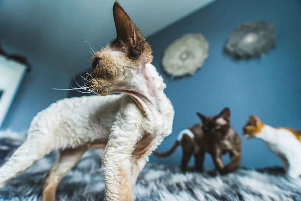 Devon Rex sur un lit