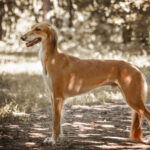 Race de chien : Saluki