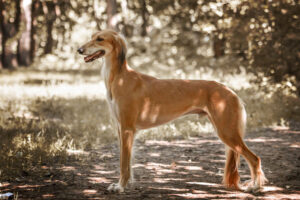 Saluki (Lévrier persan)