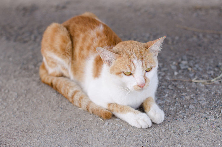 L’arthrose chez le chat : traitement et prévention