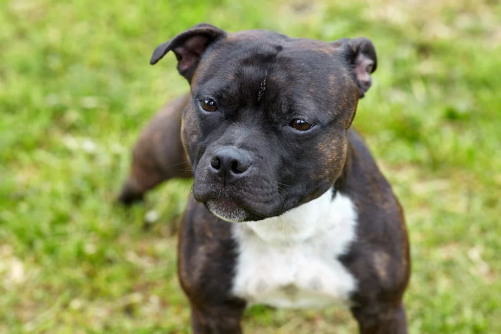 assurance Staffordshire Bull terrier