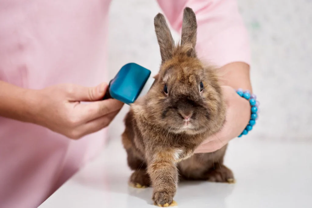brosser son lapin domestique 