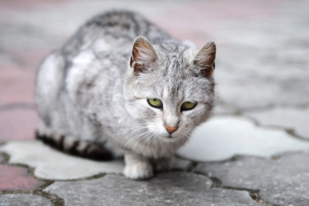 chat age arthrose