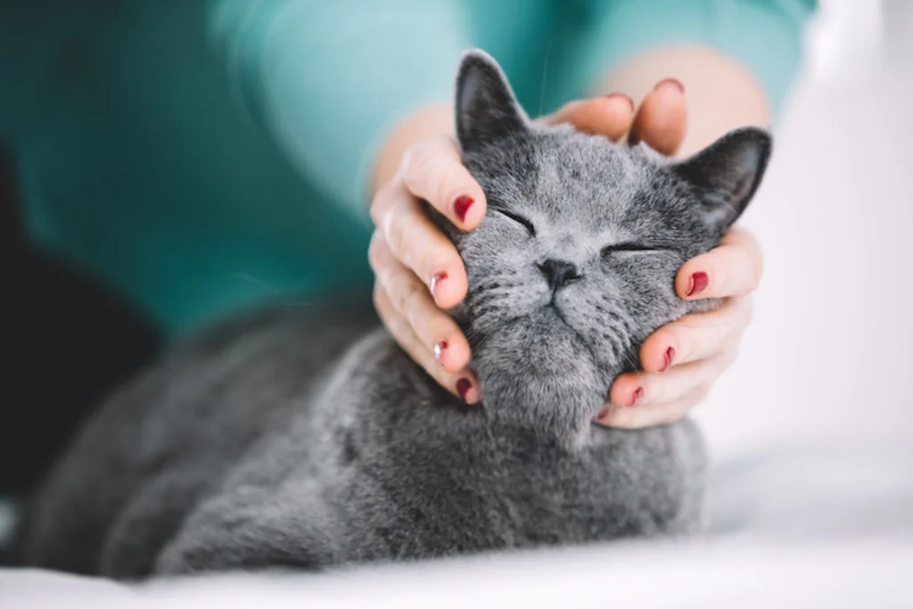 chat arthrose examens