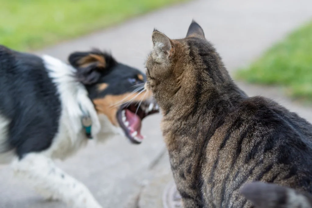 chien contre chat