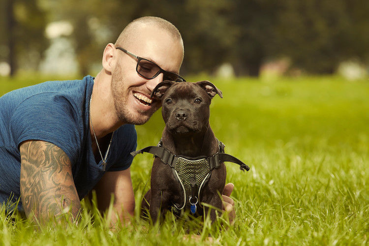 Quelle assurance choisir pour son Staffordshire Bull terrier