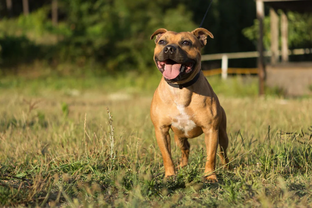 course Staffordshire Bull terrier