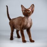 Race de Chat : Le Devon Rex