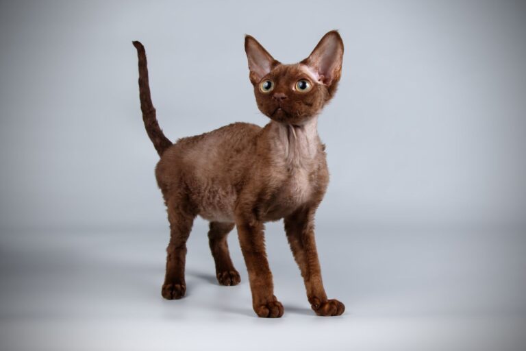 Devon Rex