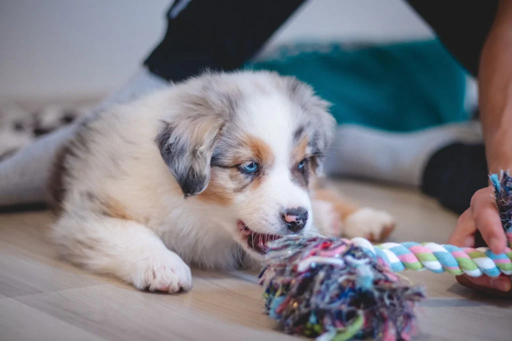 education chiot berger asutralien