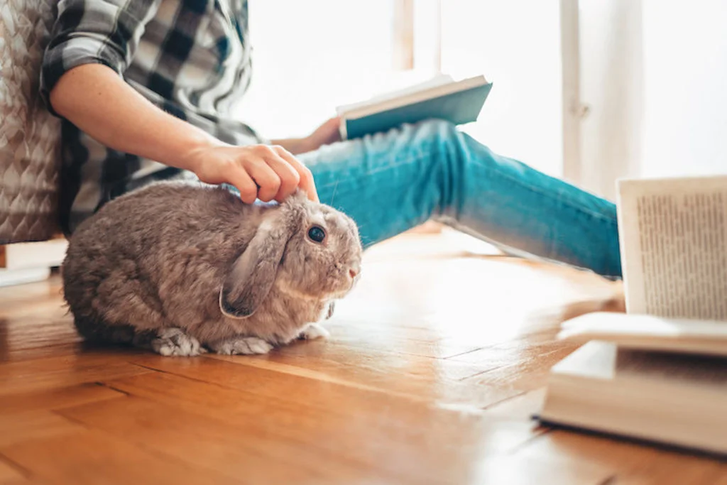 lapin domestique caresses