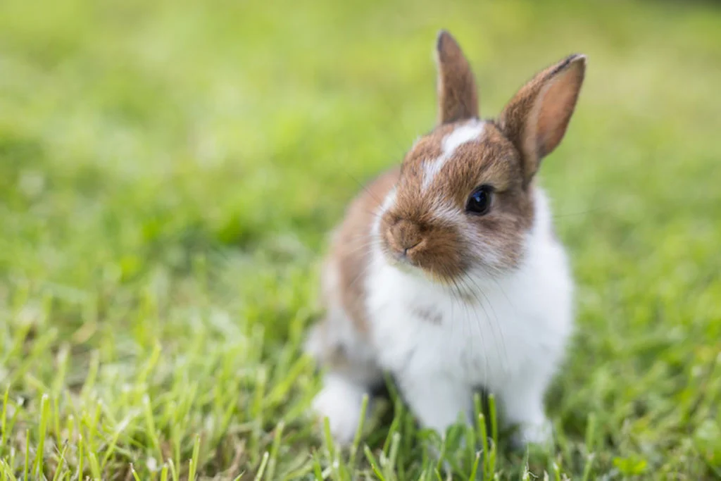 lapin domestique sorties