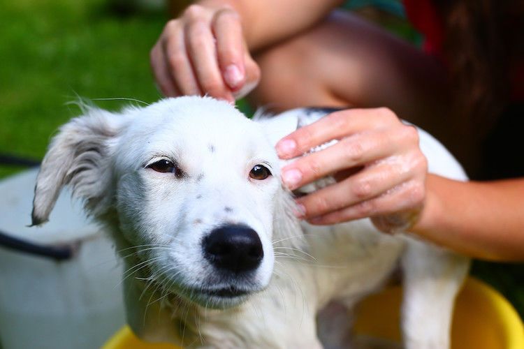 Taille, mode de vie… tout savoir sur les puces du chien