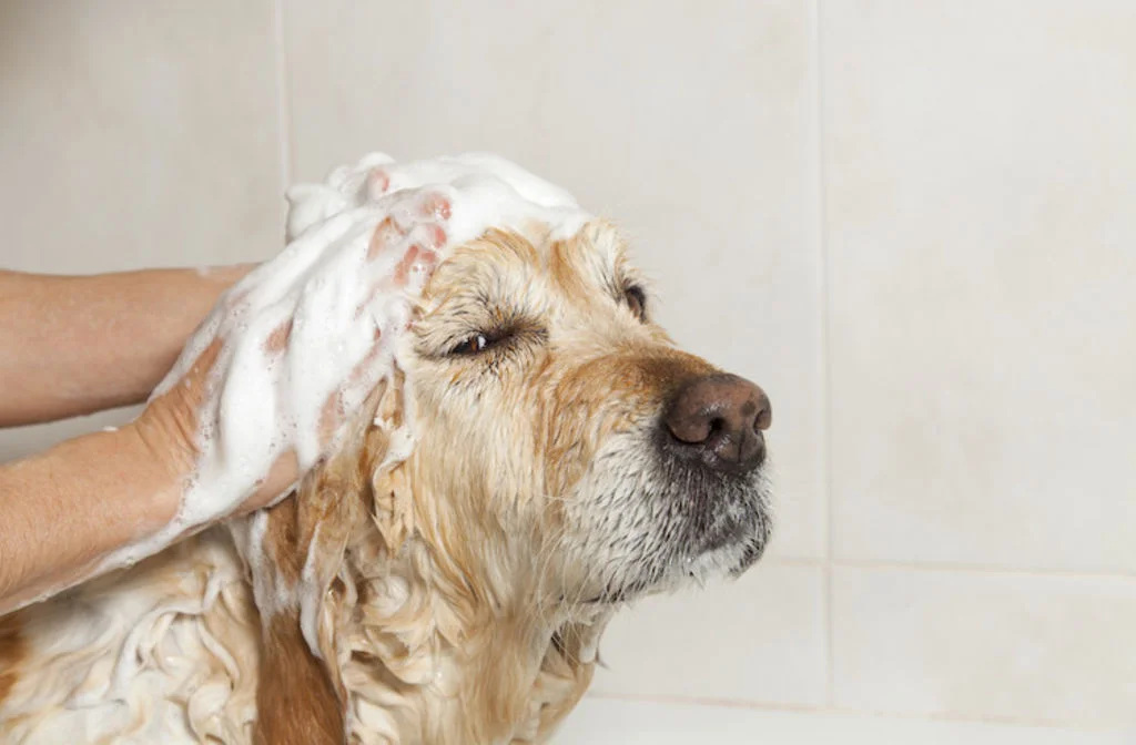 puces chien shampoing