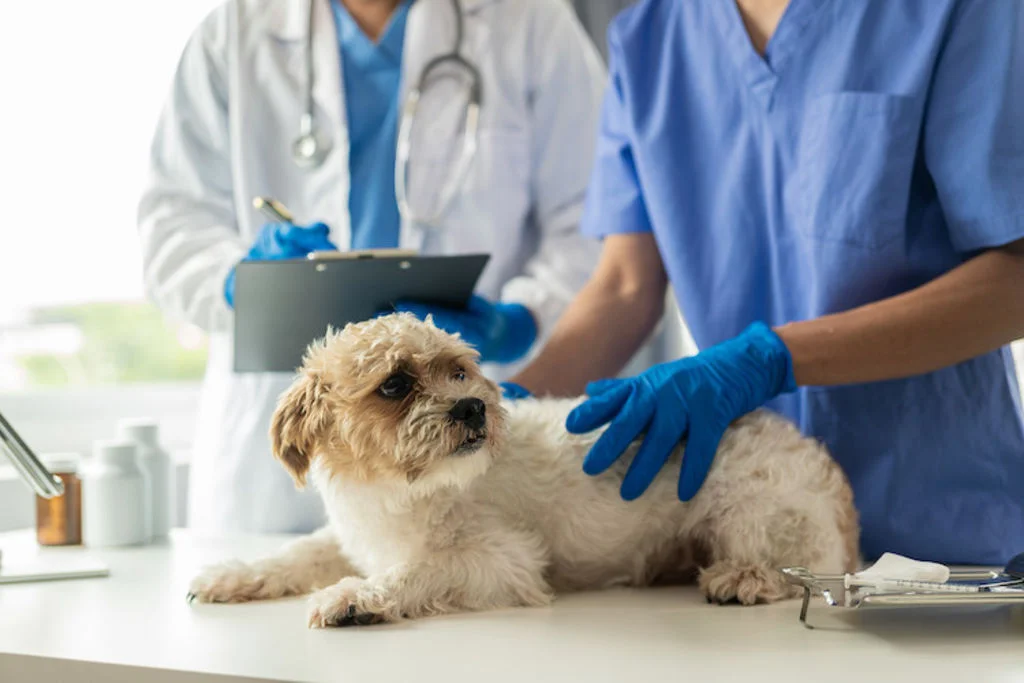 puces chien vétérainaire