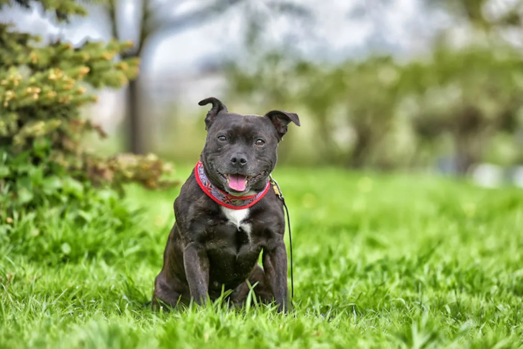 santé Staffordshire Bull terrier