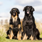 Race de chien : Hovawart